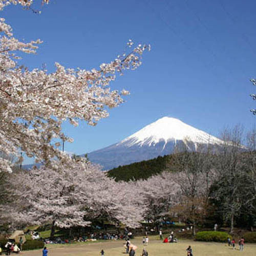 岩本山公園（お車で２０分）一面の紅白梅と富士山を撮影できる岩本山公園