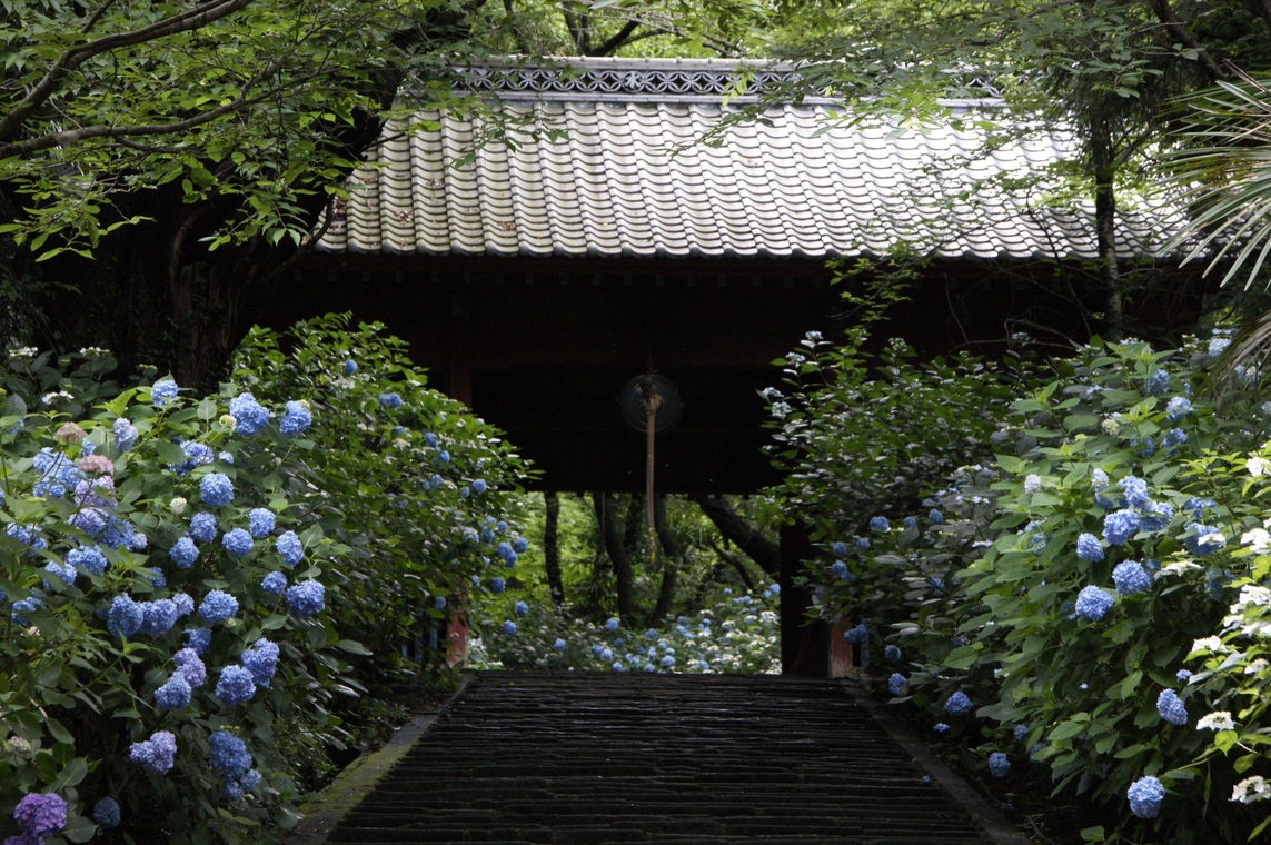 清水寺あじさい