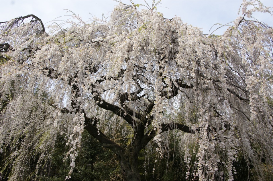 上奥平のしだれ桜