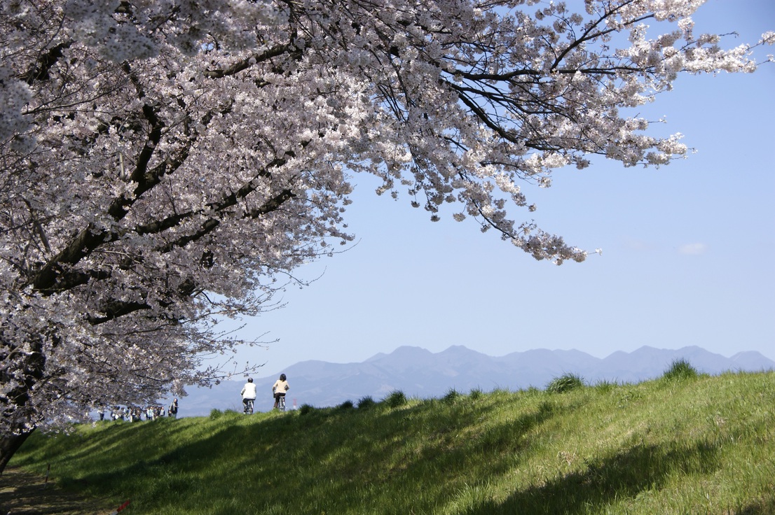 烏川桜