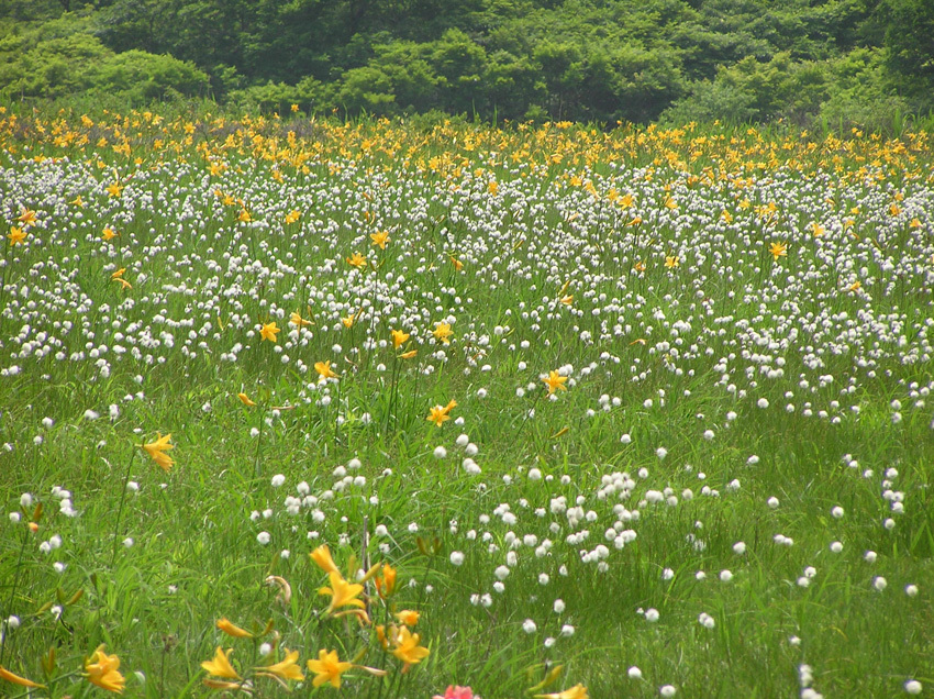 ネイチャーガイドと歩こうⅠ