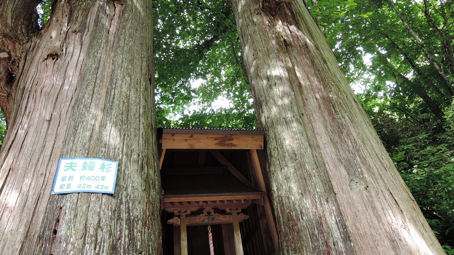 *施設周辺「夫婦杉」／当館目の前にある樹齢４００年の見事な夫婦杉。見られるのは日本でここだけ！