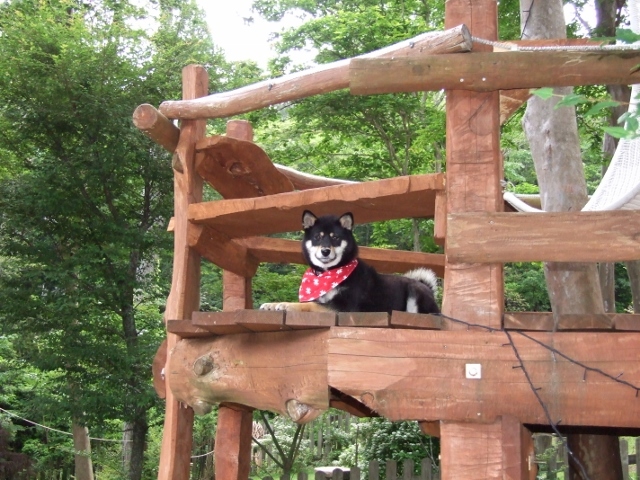 デッキでくつろぐ看板わんこ