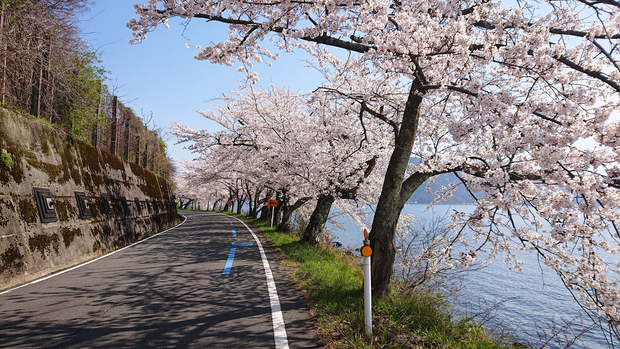 *マキノから西浅井マキノ557号線から513号線にかけ湖畔沿いに桜が咲きます。