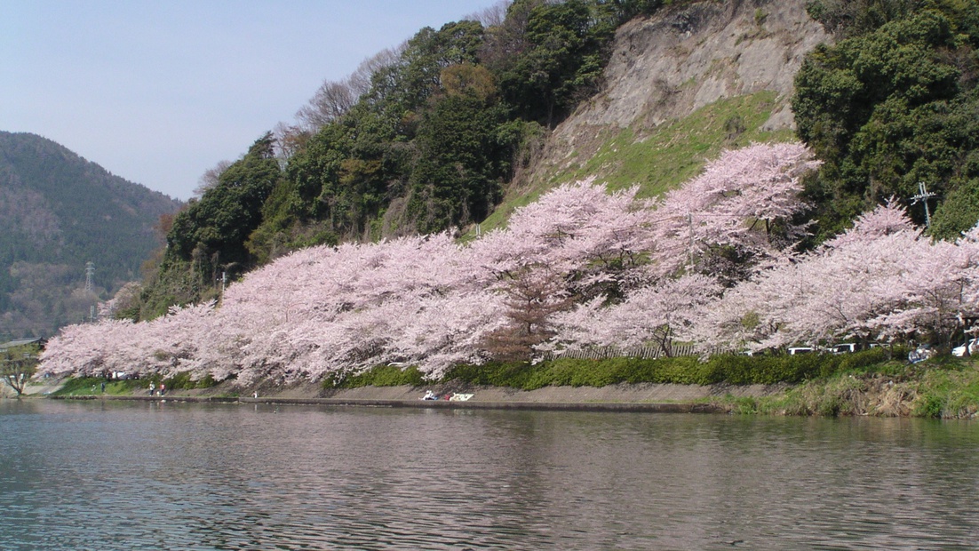 *マキノから西浅井マキノ557号線から513号線にかけ湖畔沿いに600本の桜が咲きます。