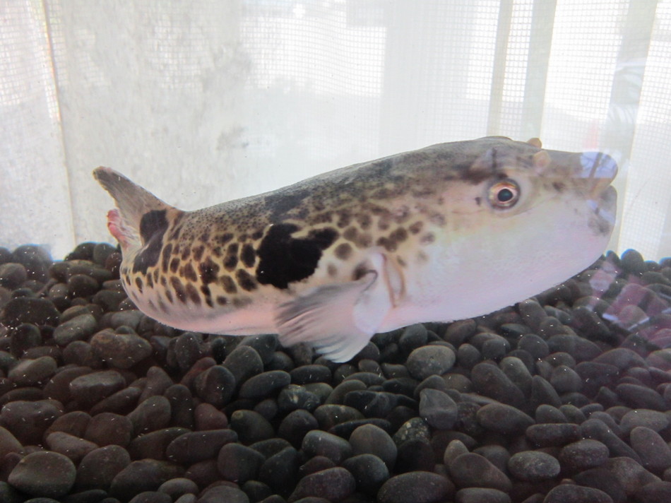 Takayu Onsen Nombirikan Image 3, Fukushima, Japan
