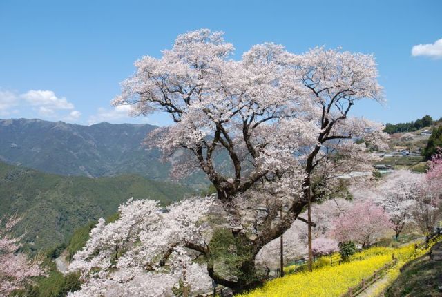 仁淀川町の桜地区のひょうたん桜3