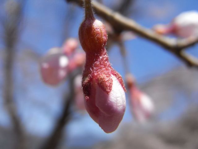 ひょうたん桜の言われはこれこの形にあるツボミ