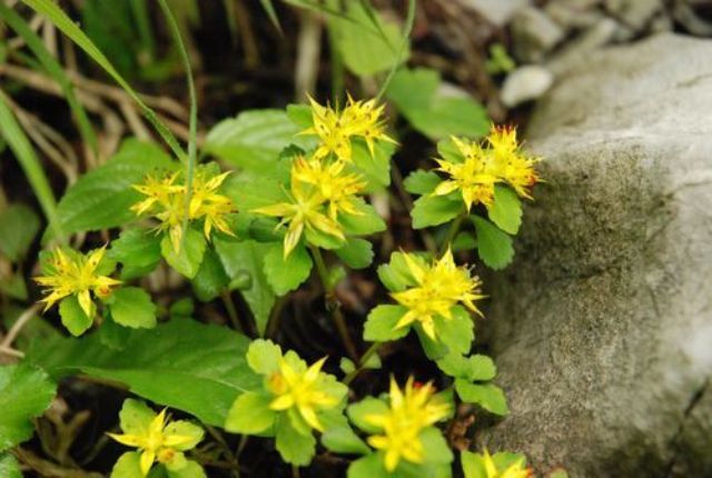 美しき鳥形山の植物たちキリンソウかなり標高の高いところにあった