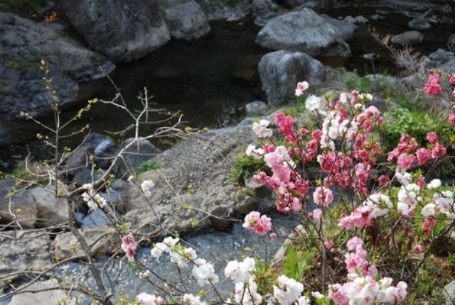桃の花の国目の前には渓流が流れてとても気持ちいい場所