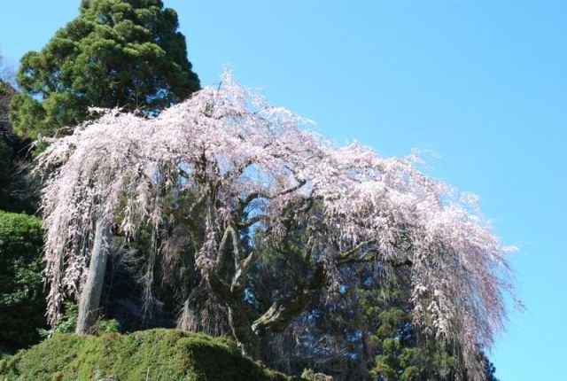 別枝地区の中越家のしだれ桜