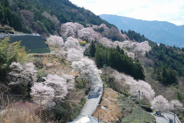 ひょうたん桜の咲くエリアの全景