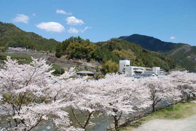 仁淀川支流の土居川の美しい所の桜3