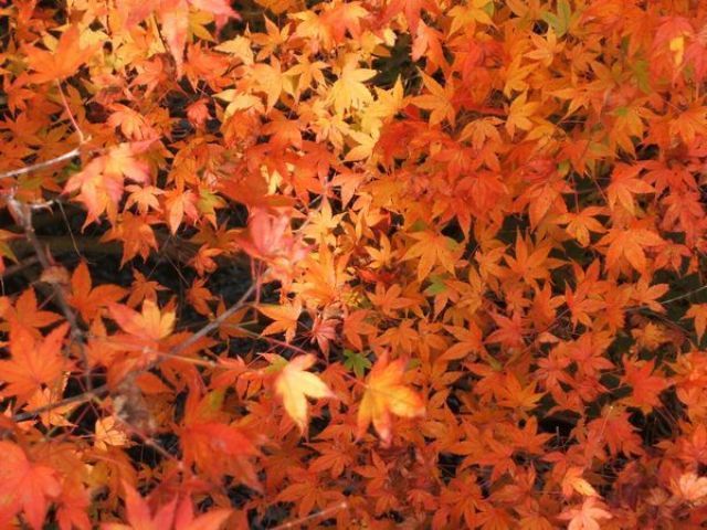 安居渓谷の秋画像８