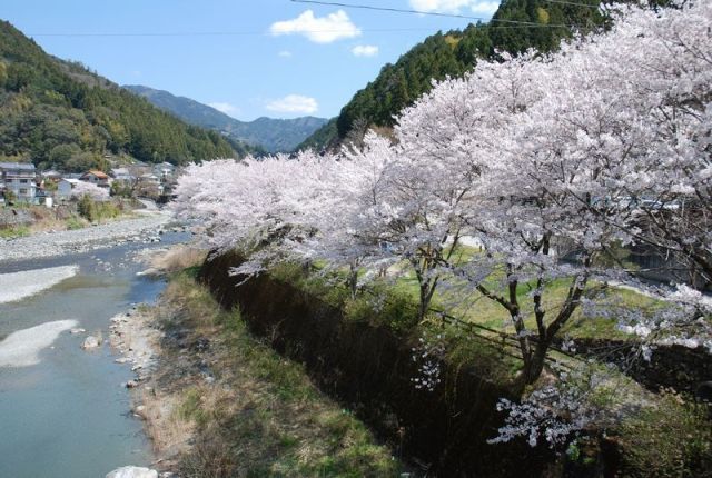 仁淀川支流の土居川の美しい所の桜1