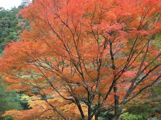 安居渓谷の秋画像７