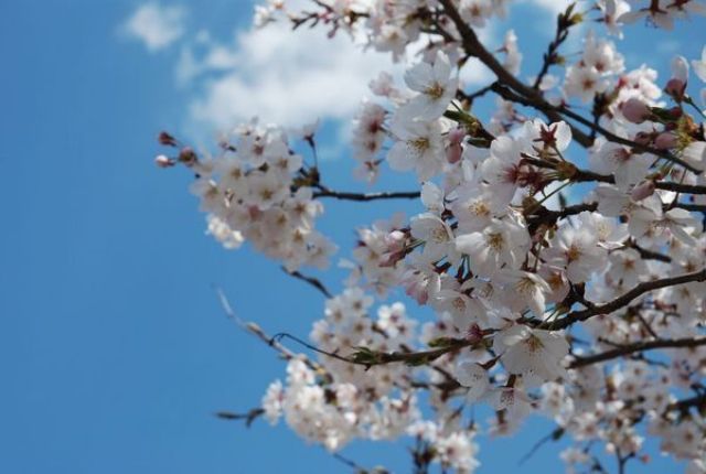仁淀川町の大渡ダム湖畔の桜ズーム