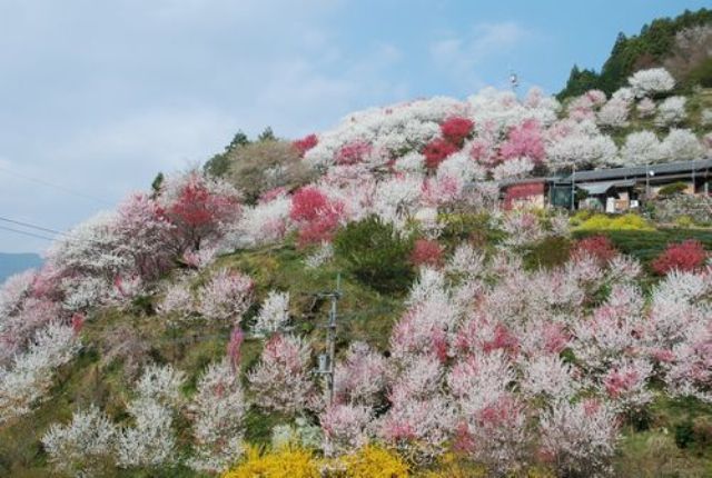 仁淀川町上久喜地区は桃の花の国