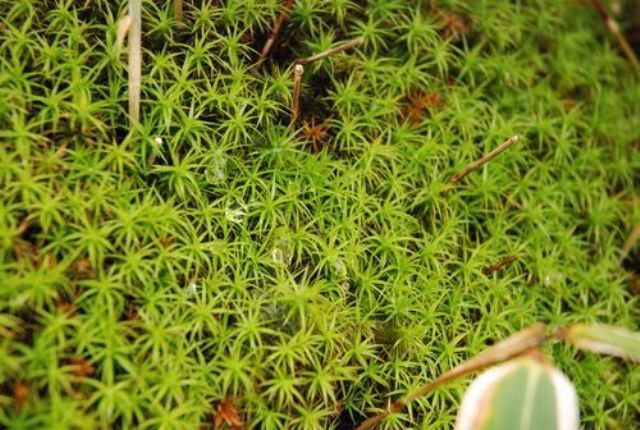 中津明神山小さな植物の世界