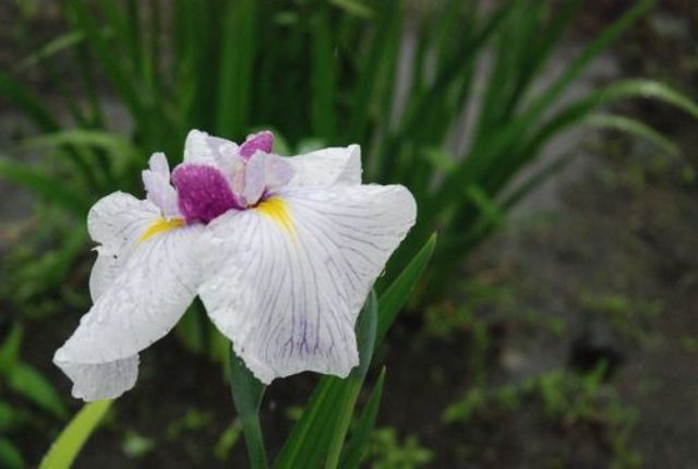 花しょうぶまつり③雨のしずくがよりしょうぶのよさを一層ひきたてているように見えます