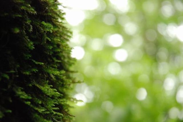 美しき鳥形山の植物たち素晴らしい自然に会いに来ませんか