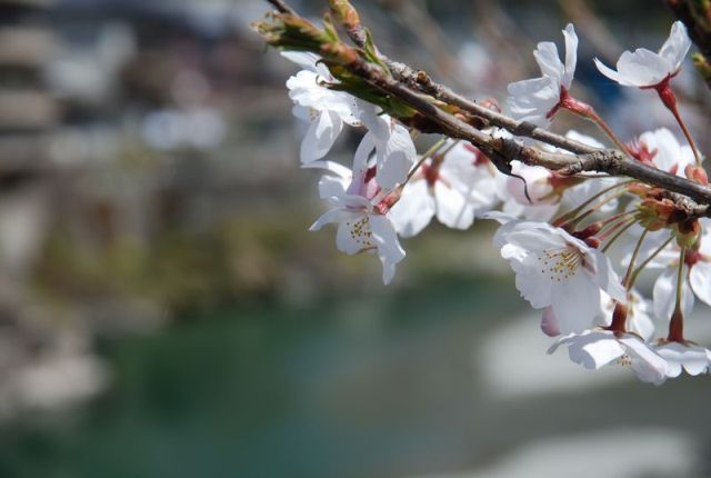 北浦ふれあい公園の桜仁淀川支流の土居川の美しい所の桜ズーム
