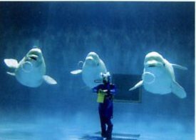 しまね海洋館アクアス