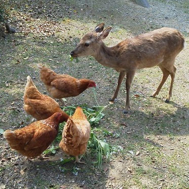 動物スタッフ