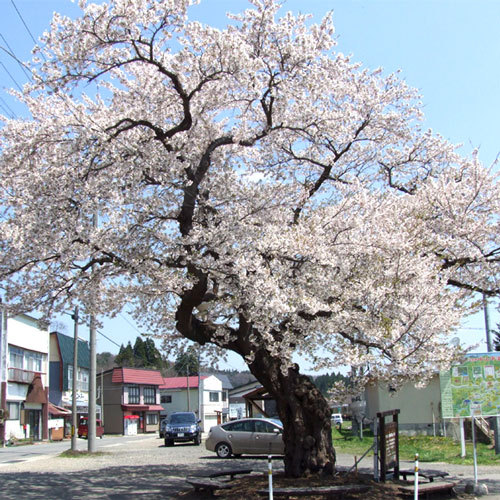 【春】桜イメージ
