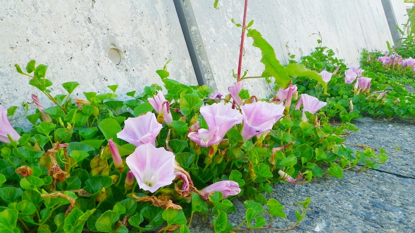 *【海辺に咲く夕顔】かわいらしい花が咲き乱れます。