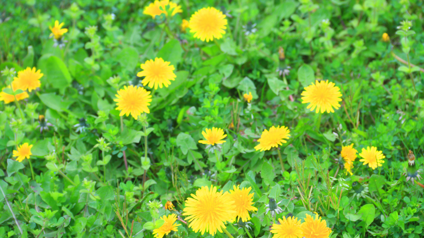 春を感じる庭の花♪