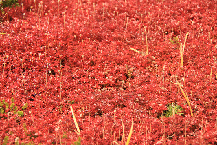 蔵王湿原の草紅葉（標高1550m）