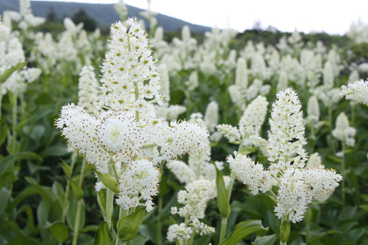 フラワートレッキング/コバイケイソウ