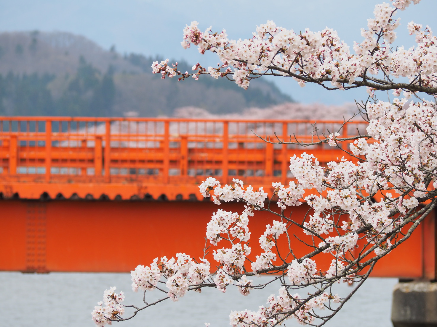 横町橋と桜