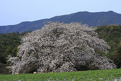 慈眼桜