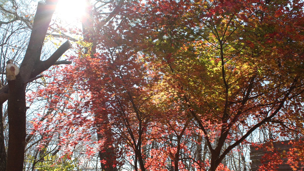 秋の紅葉は美しい