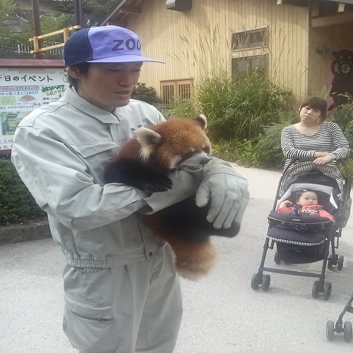 長野県茶臼山動物園では、運が良ければレッサーパンダがまじかで見れます。