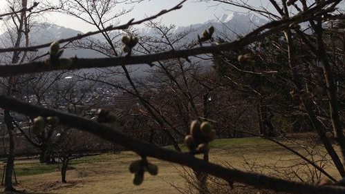 山岳博物館と桜