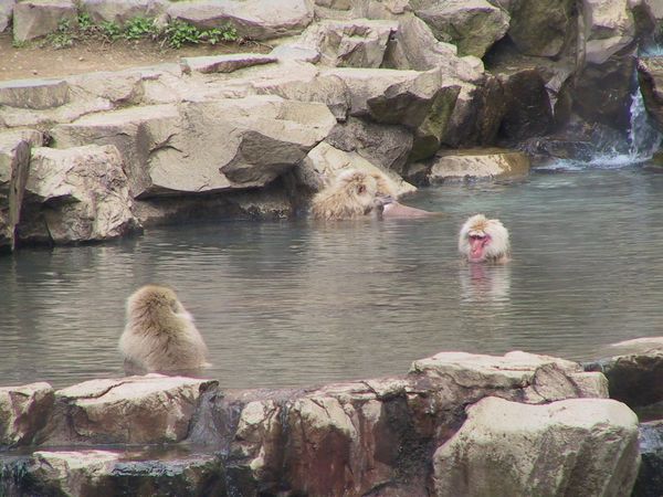 地獄谷野猿公苑