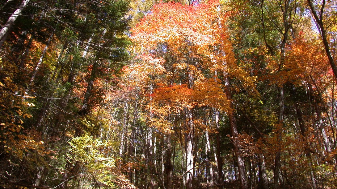 *[近隣風景（秋）]秋の澄んだ空気とやわらかな太陽の光が差し込む森林。