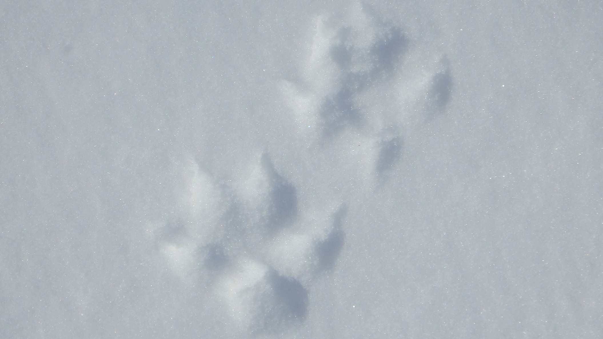 *[アクティビティ/スノーシュー]雪の上を歩いていると獣の足跡を発見。かわいい形で癒されます♪