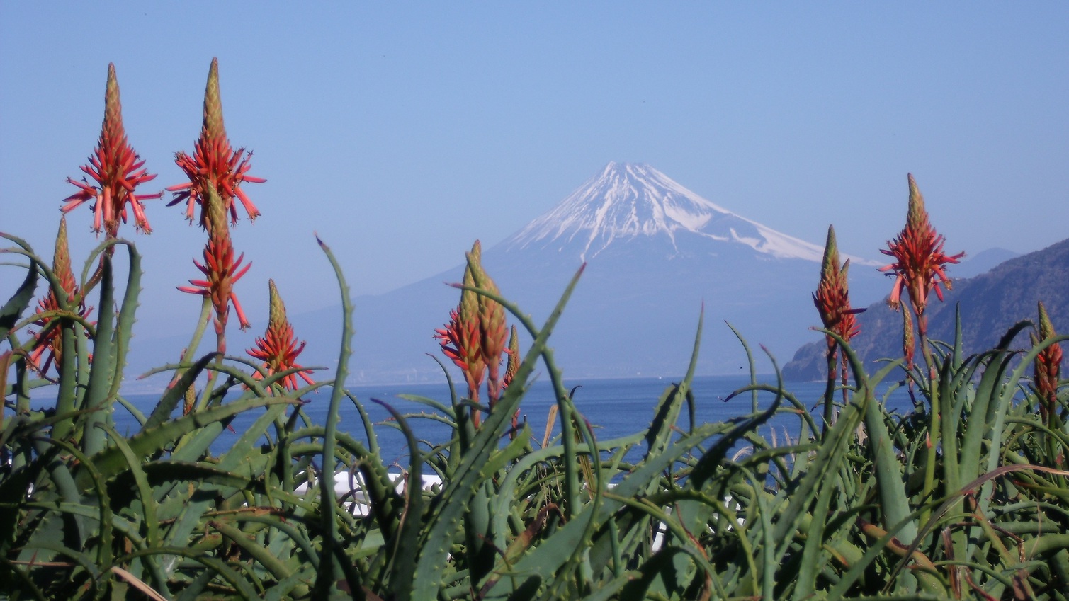 世界ジオパーク伊豆GEO旅アロエの花