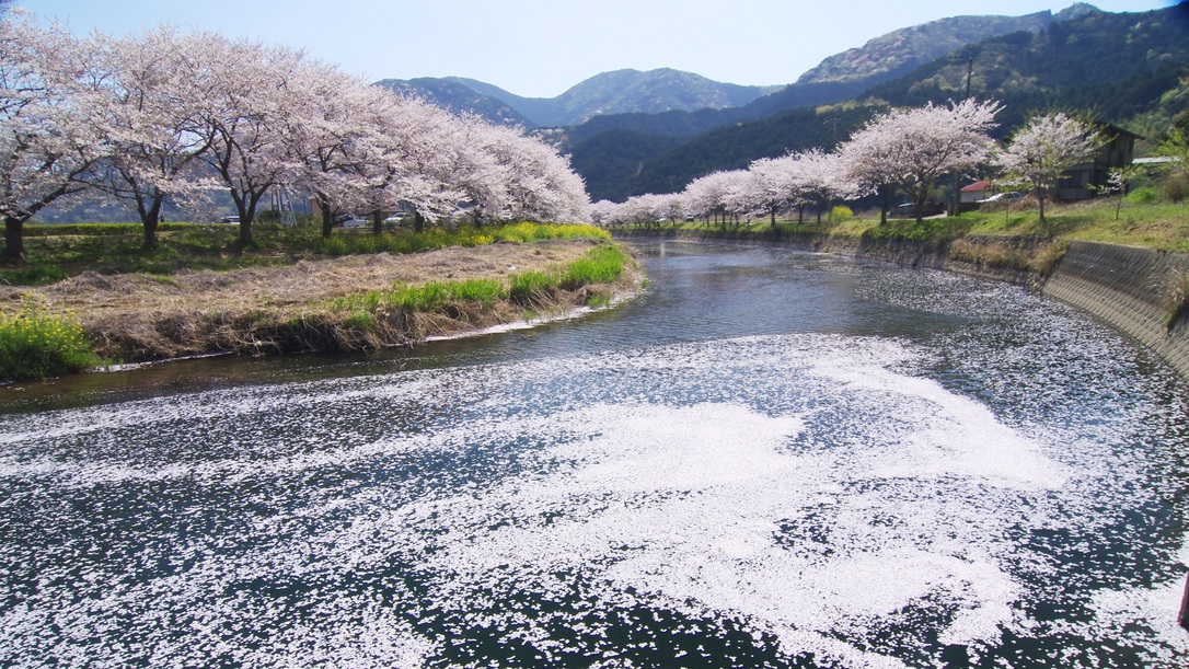 世界ジオパーク伊豆GEO旅ソメイヨシノ松崎