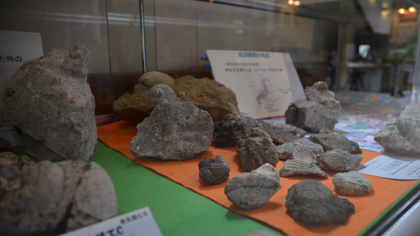世界ジオパーク伊豆化石・岩石展示