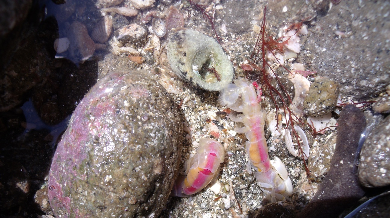 世界ジオパーク伊豆GEO旅海の生物