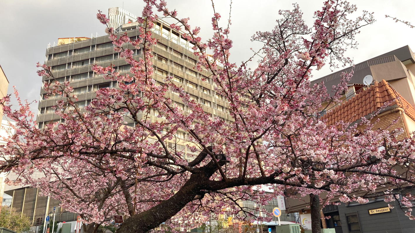 糸川桜