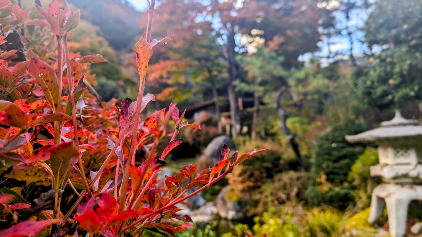 庭園紅葉