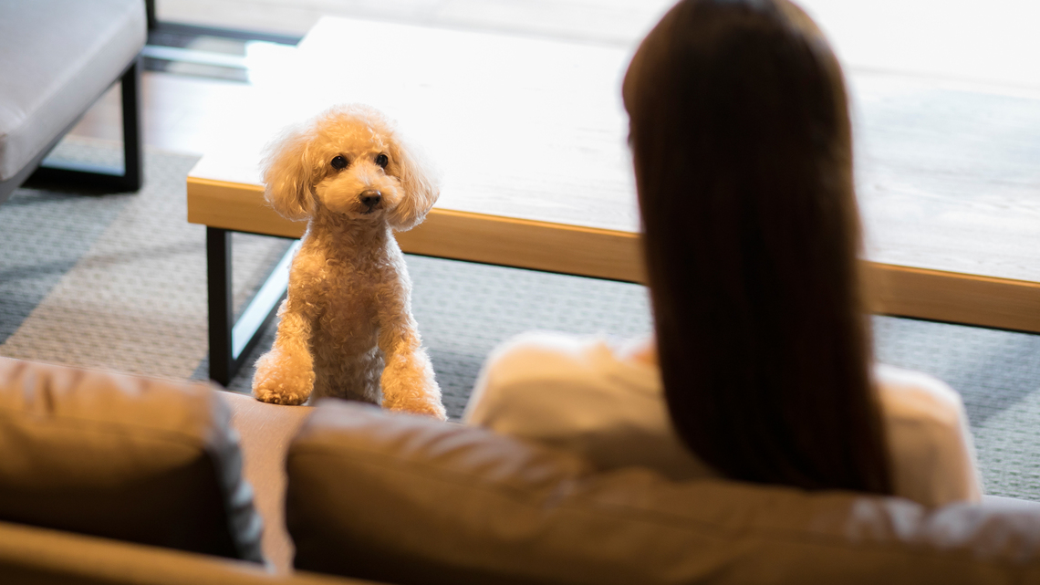 温泉露天風呂付ドッグフレンドリーヴィラTypeB愛犬と一緒にゆっくりと寛げる空間