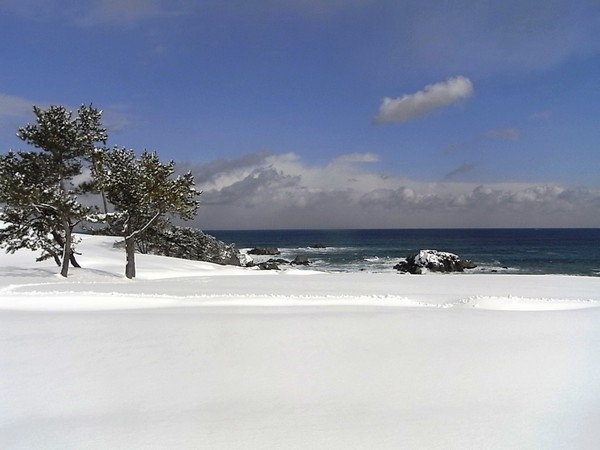 雪の種差海岸天然芝生地（イメージ）