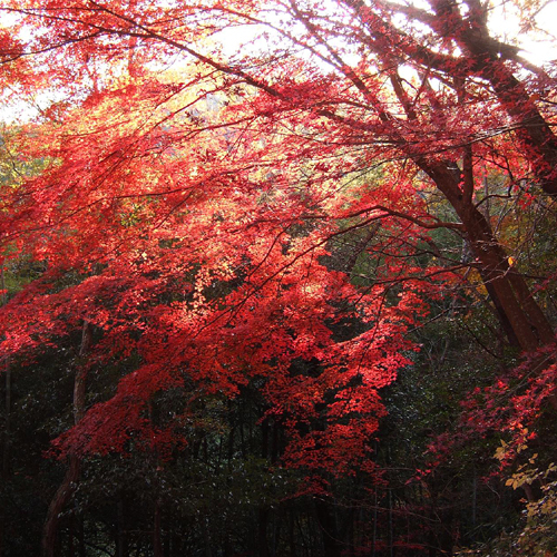 岩倉峡紅葉